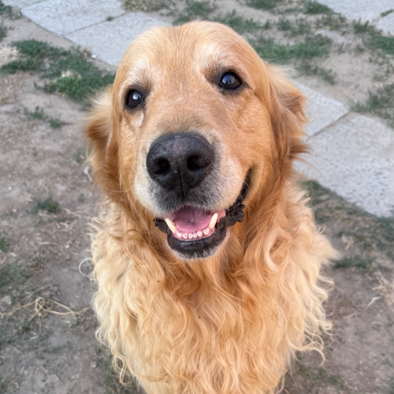 paníček Laura K. 🐕 Harley