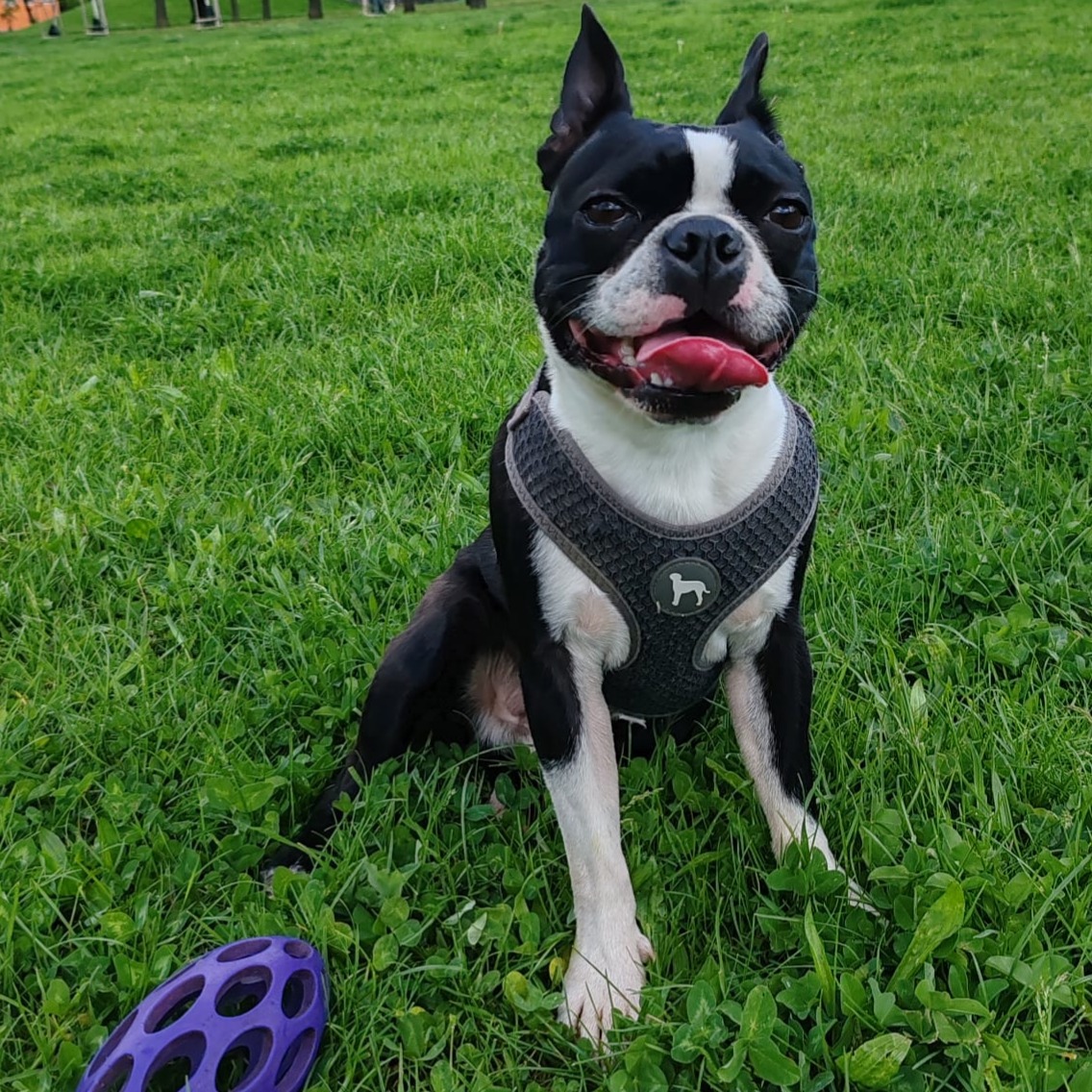 Dexter