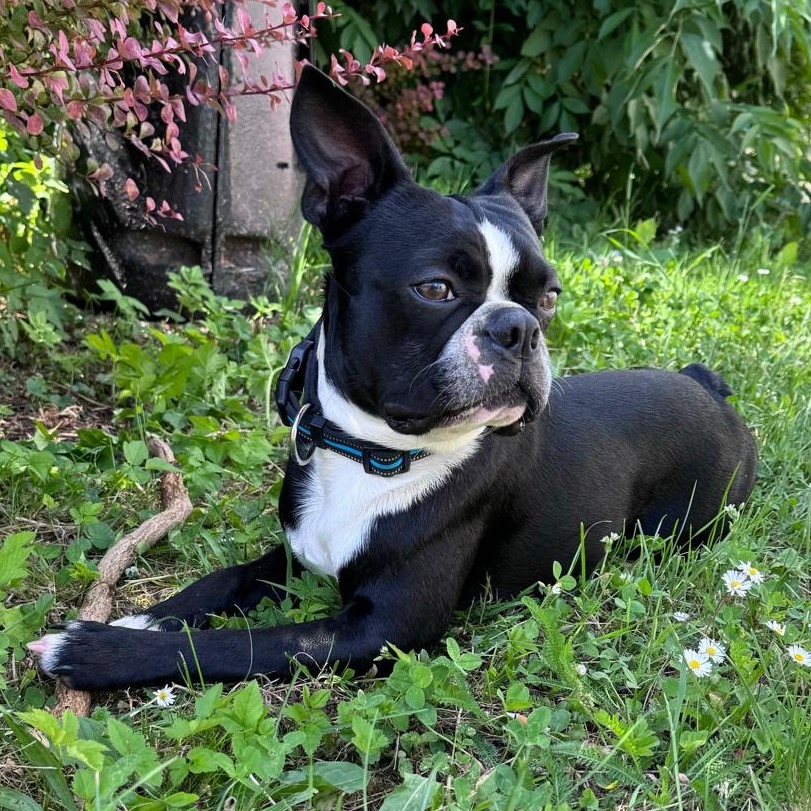 Pes Rocco