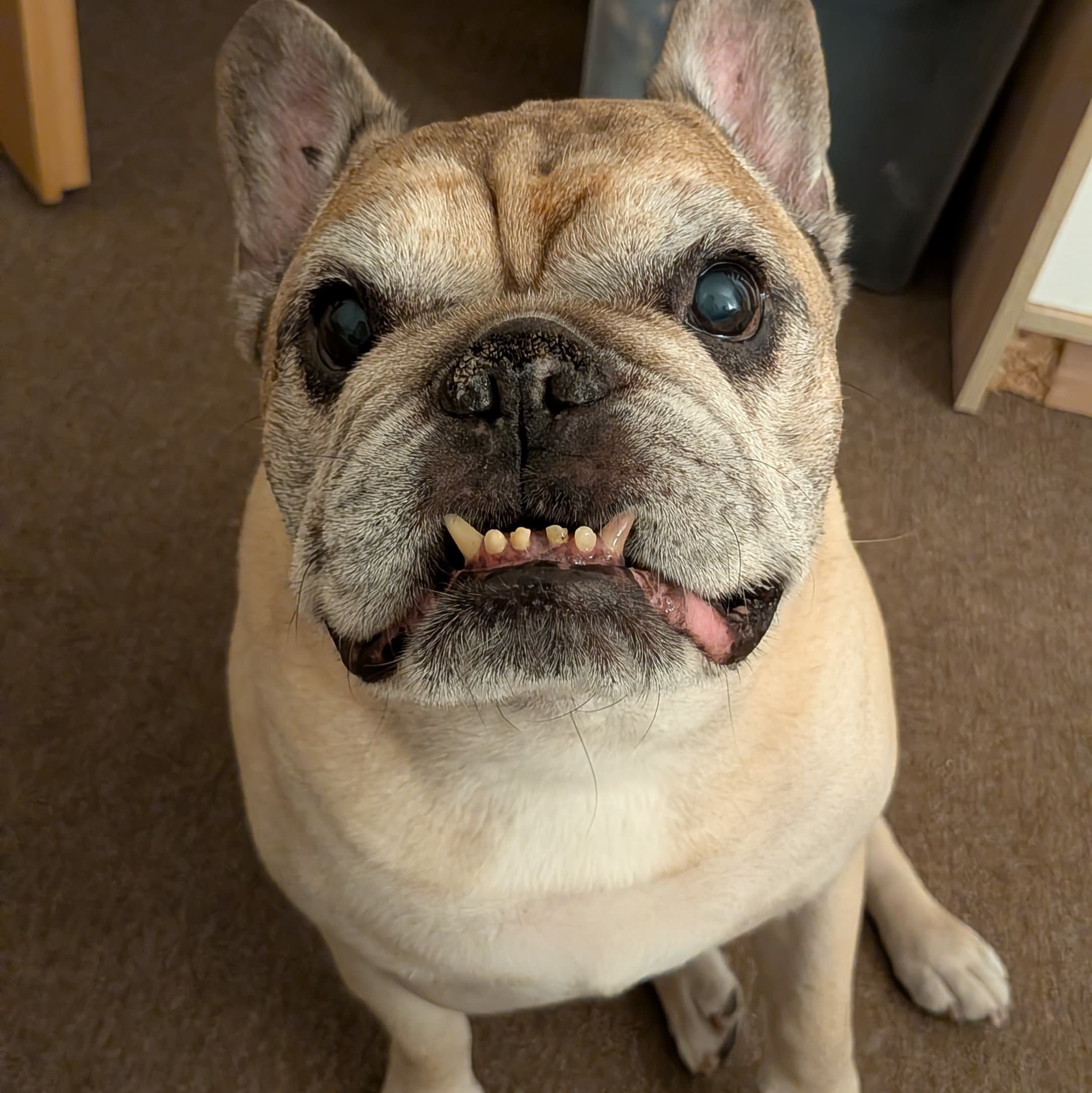 paníček Renata V. 🐕 Moris