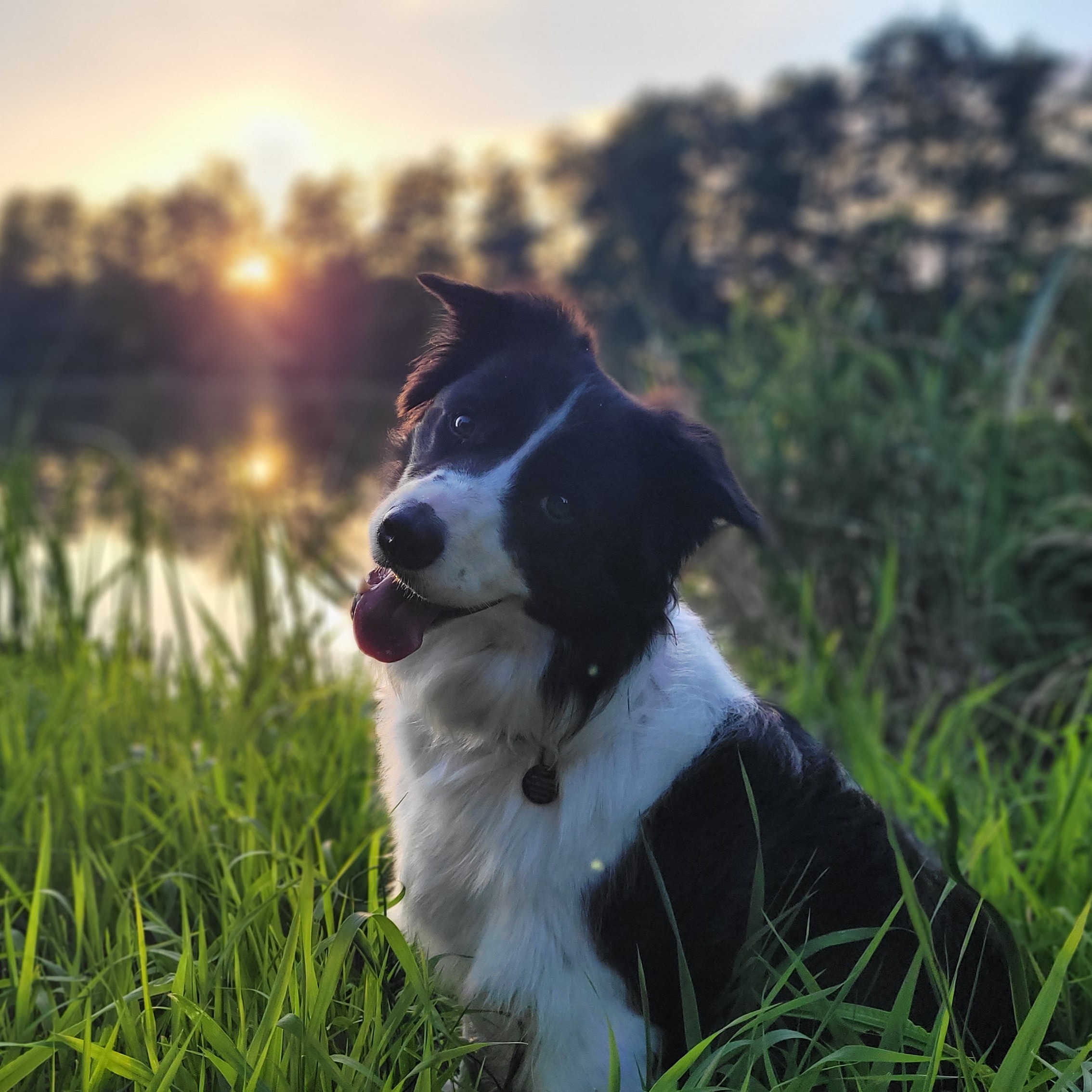paníček Dita V. 🐩 Sunny