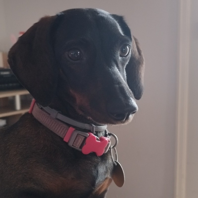 paníček Lucia K. 🐩 Lady