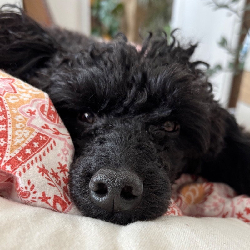 paníček Simona F. 🐕 Rio