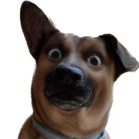 Pes Berťa