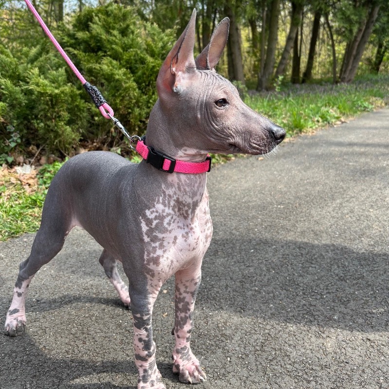 paníček Jana M. 🐩 Roxy