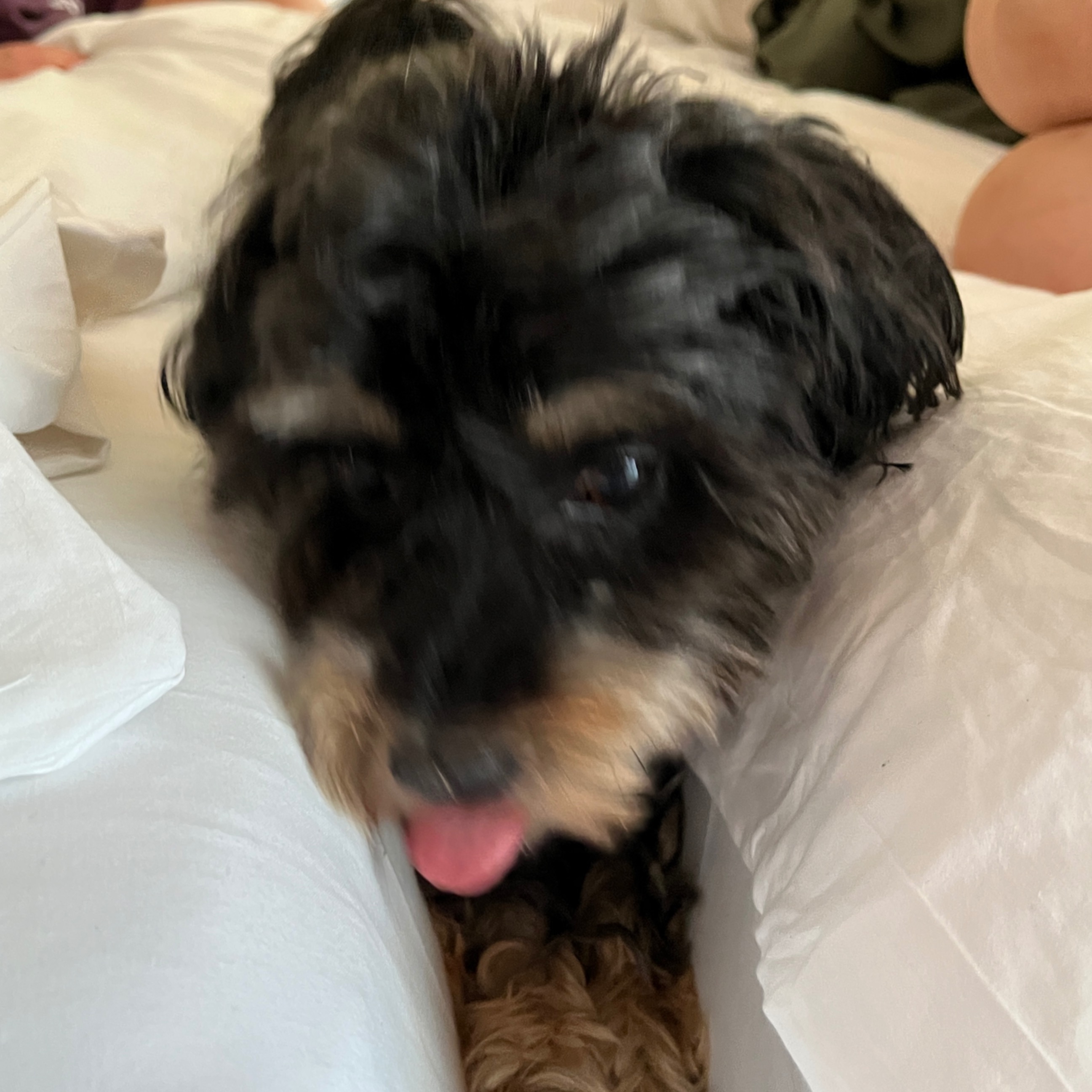 paníček Tereza T. 🐩 Jessie