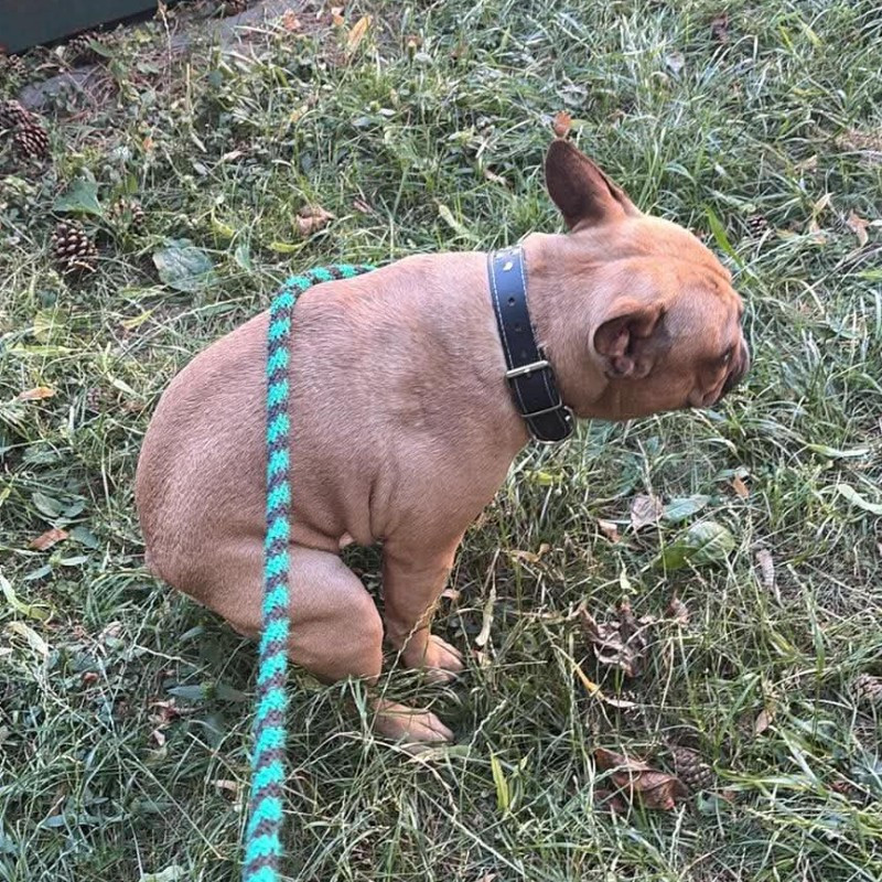 paníček MrPotmehood Š. 🐕 Gimli