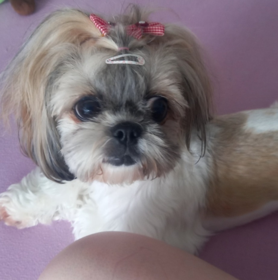 Pes Jessyca